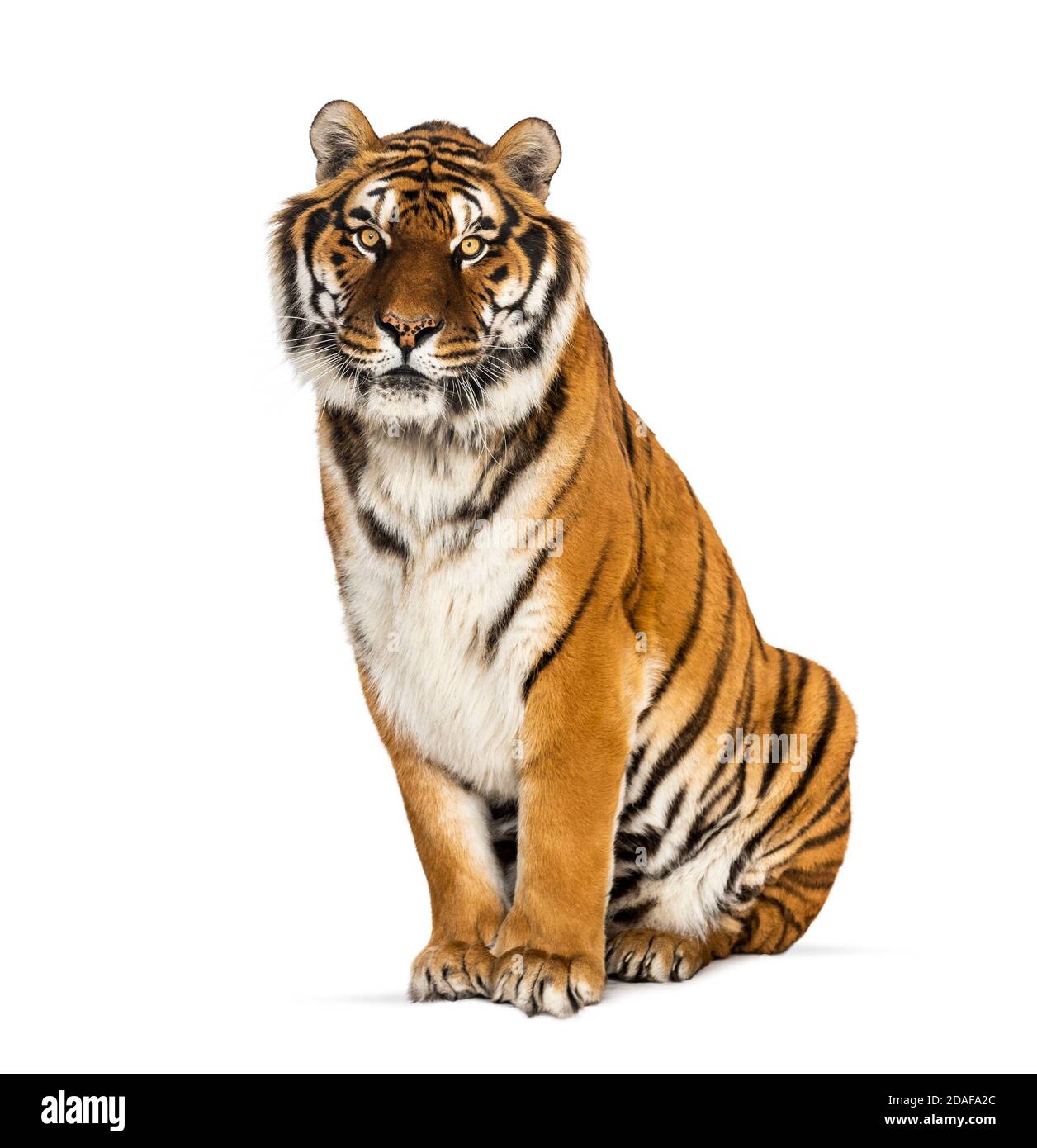 Tiger sitting staring at he camera, isolated on white Stock Photo