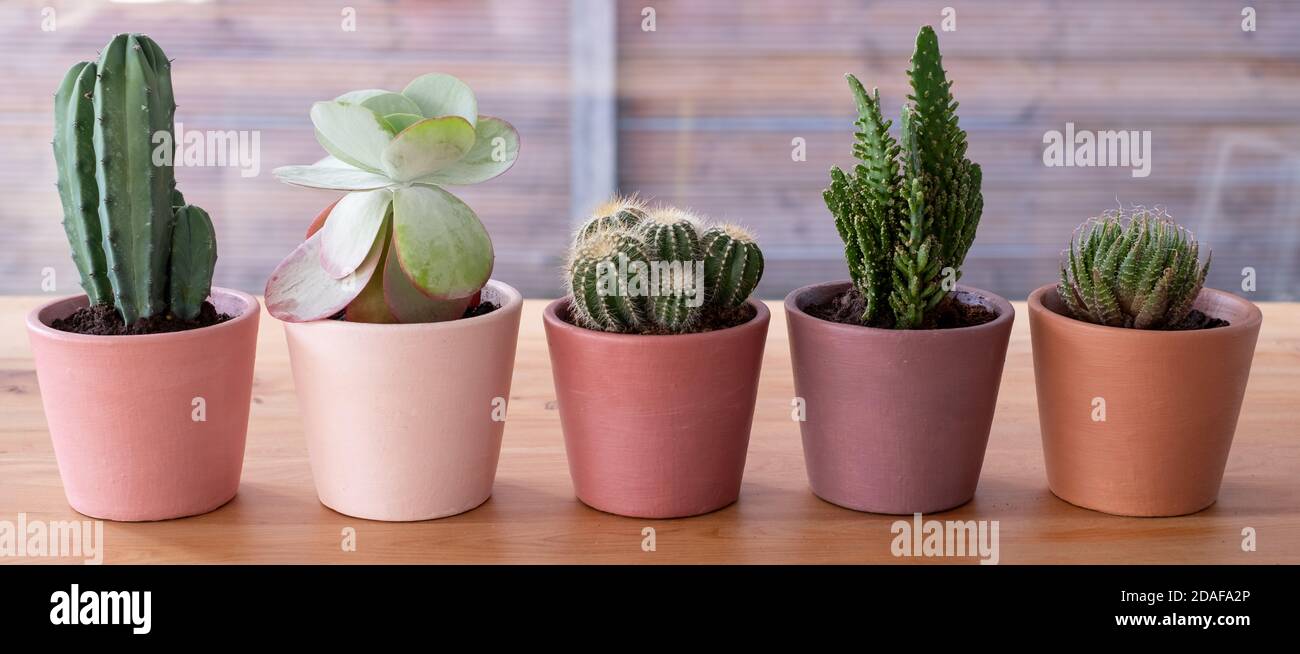 Colourful cactus and succulent plant pots, hand painted in Annie Sloan  chalk paint. Completed as a lockdown project during the Coronavirus  pandemic Stock Photo - Alamy
