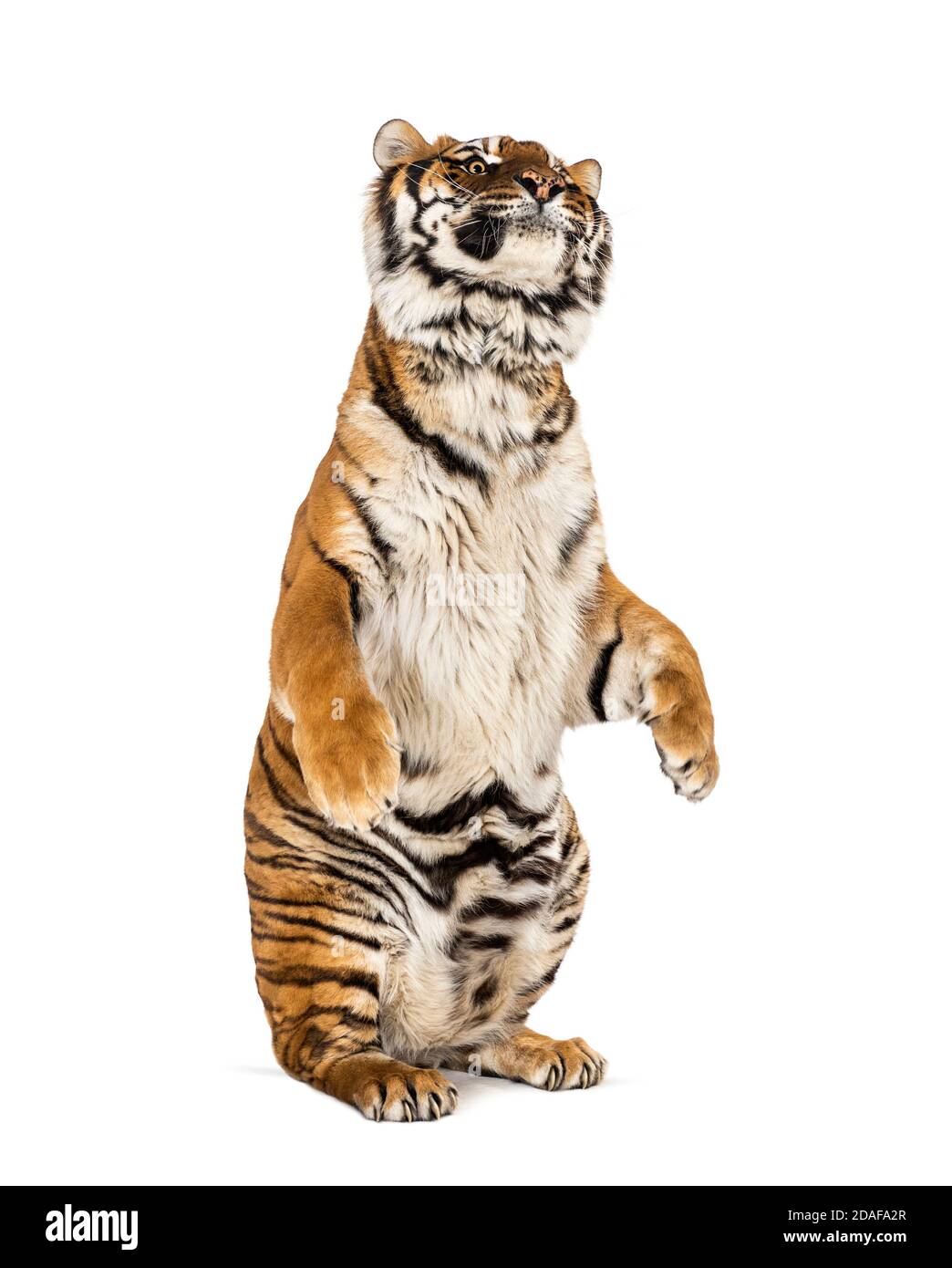 Tiger on hind legs, isolated on white Stock Photo
