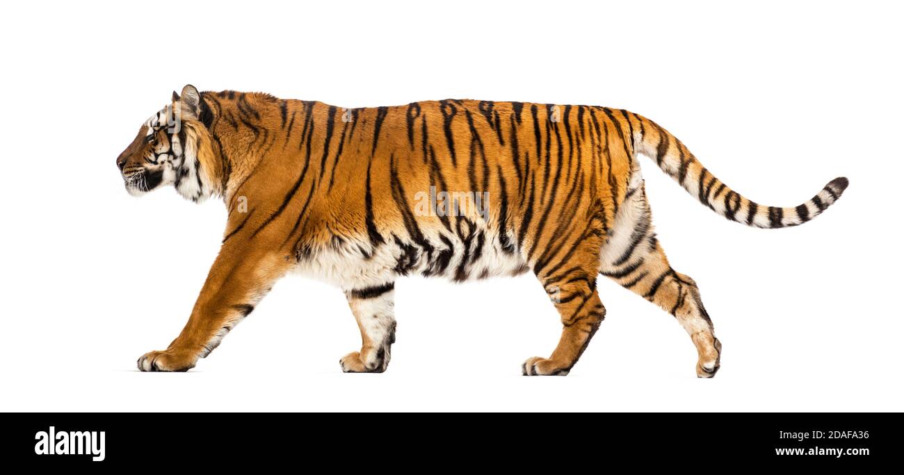 Side view of a Tiger walking away, isolated on white Stock Photo - Alamy