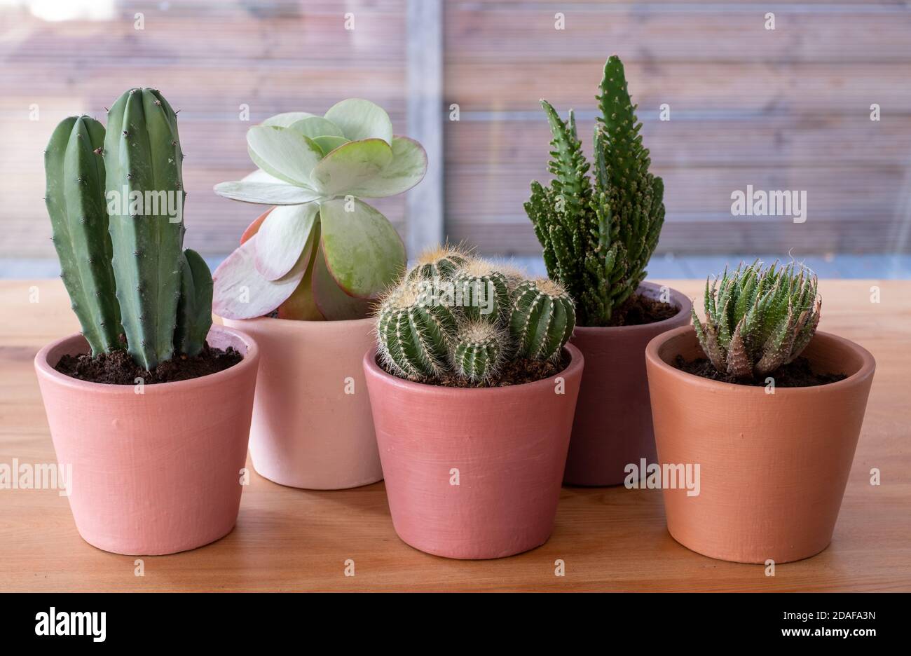 Colourful cactus and succulent plant pots, hand painted in Annie Sloan