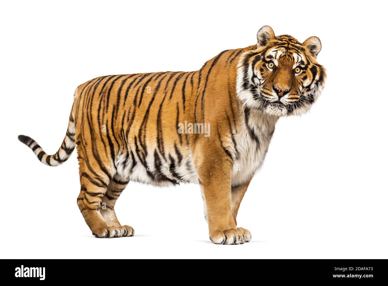 Side view, profile of a Tiger standing and looking at the camera, isolated on white Stock Photo
