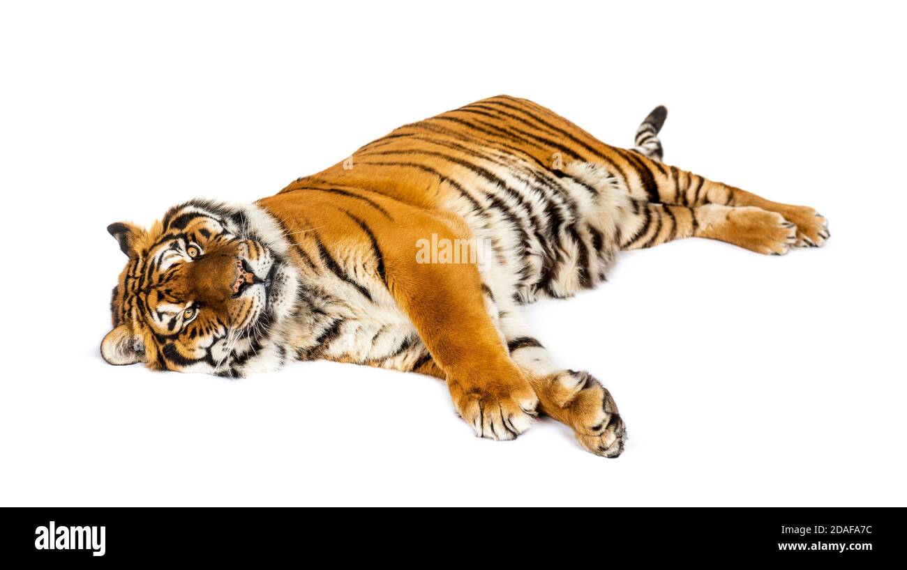 Tiger lying down isolated on white Stock Photo Alamy