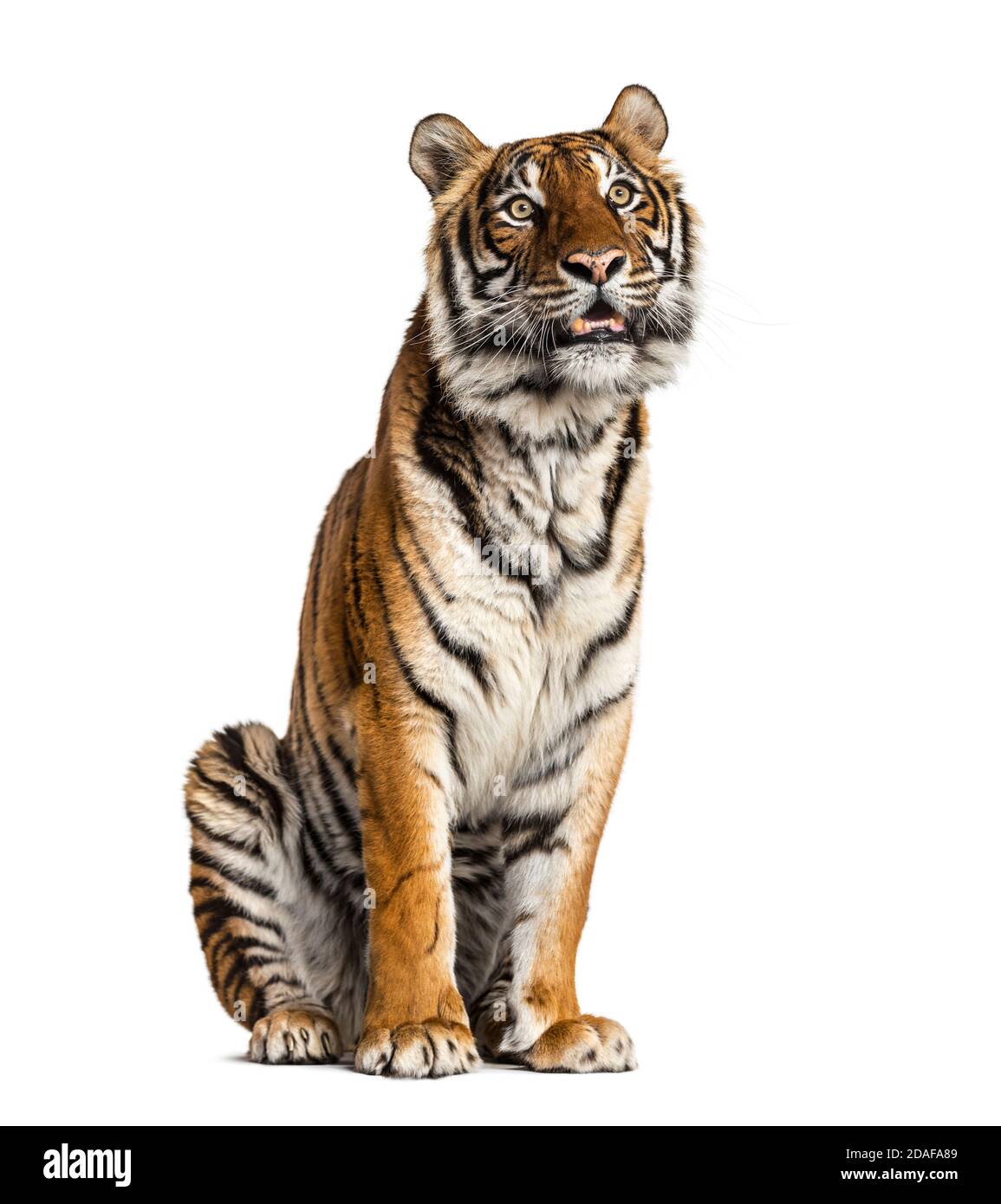 Tiger sitting, isolated on white Stock Photo