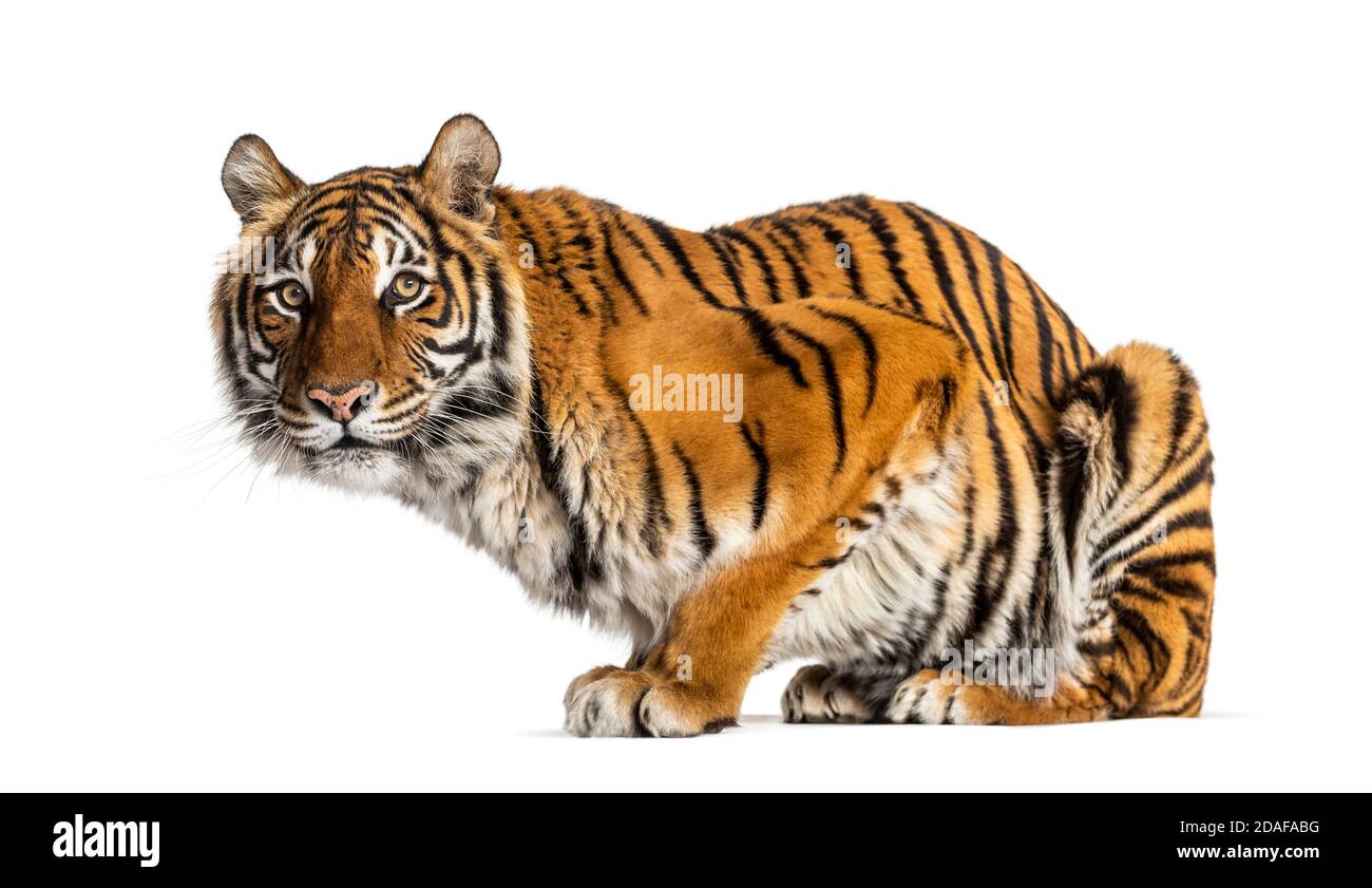 Tiger looking away, isolated on white Stock Photo