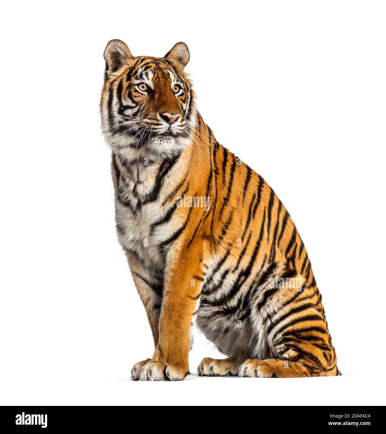 Tiger sitting in front of a white background Stock Photo