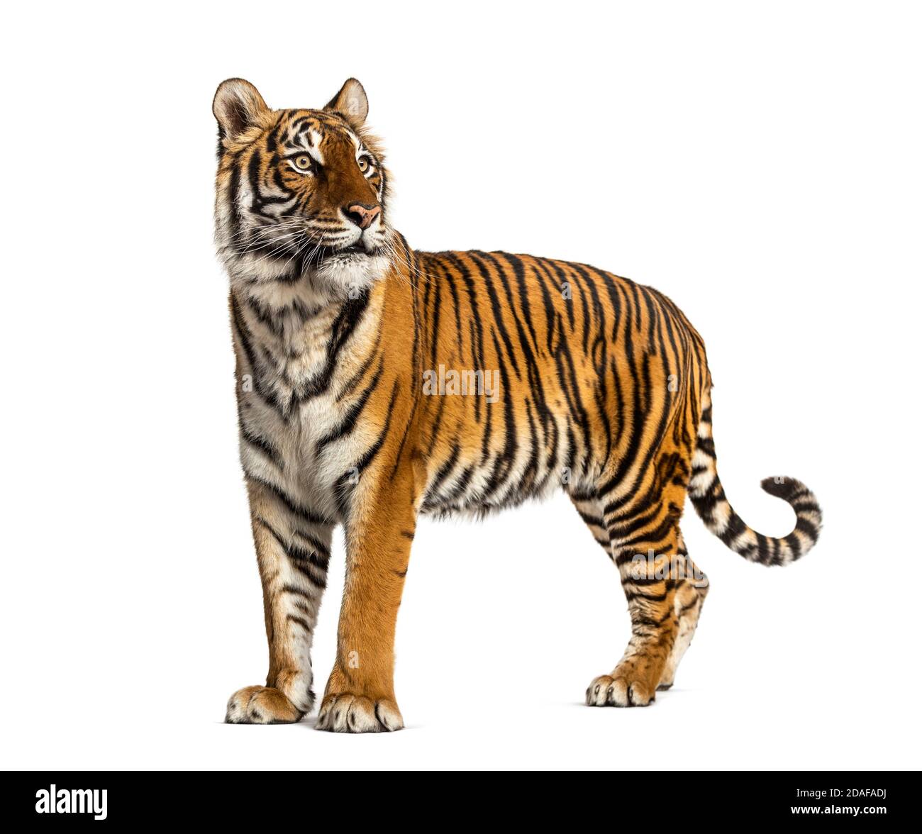 Side view, profile of a tiger standing, isolated on white Stock Photo