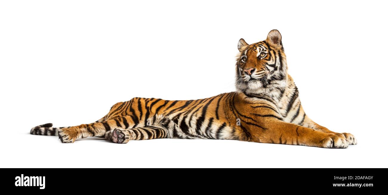 Tiger lying down isolated on white Stock Photo