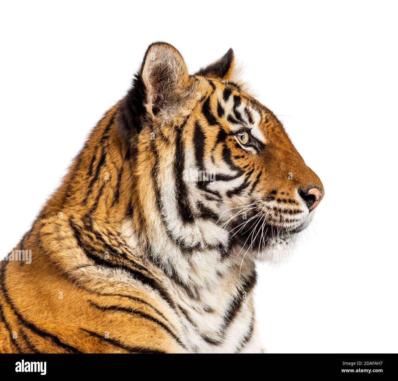 Side view of a head of a Tiger, isolated Stock Photo Alamy