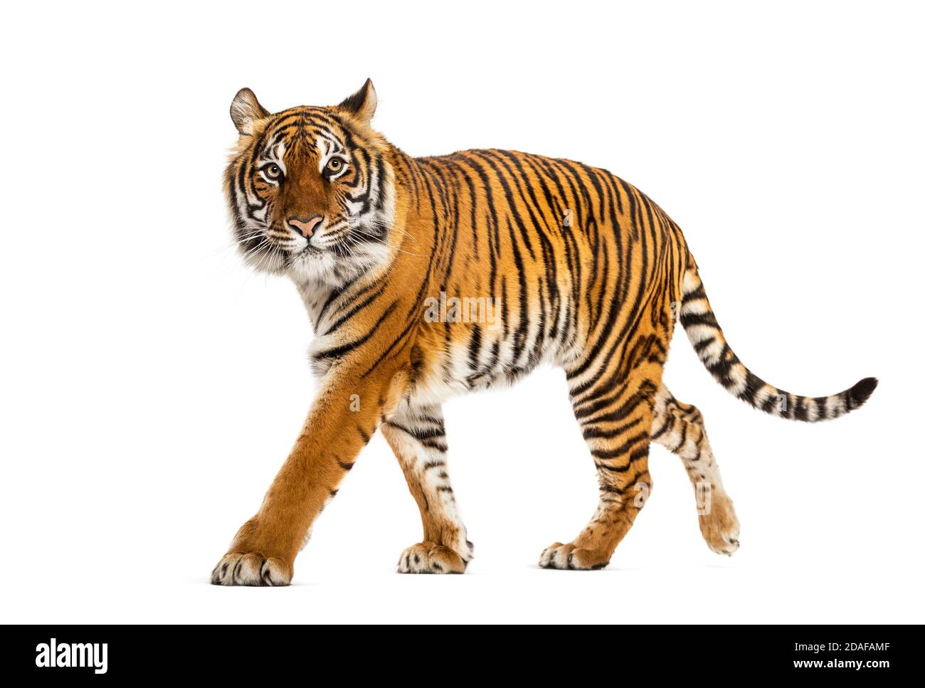 Side view of a Tiger walking away, isolated on white Stock Photo