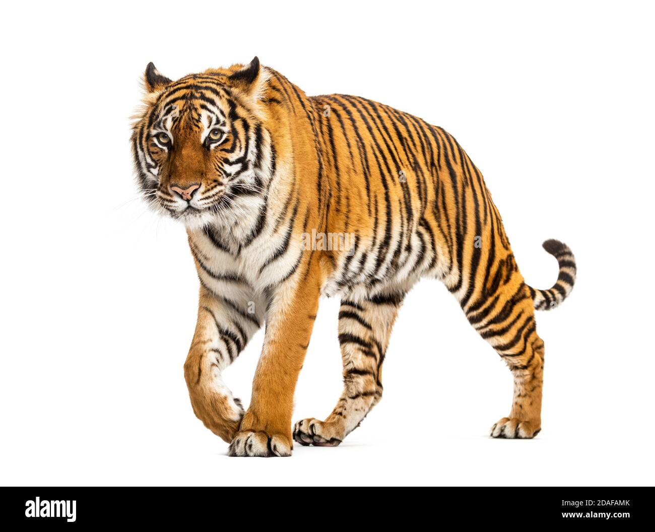 Tiger prowling and approaching, isolated Stock Photo