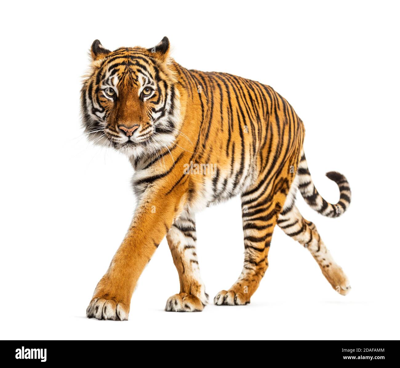 Tiger prowling, approaching and looking at the camera, isolated Stock Photo