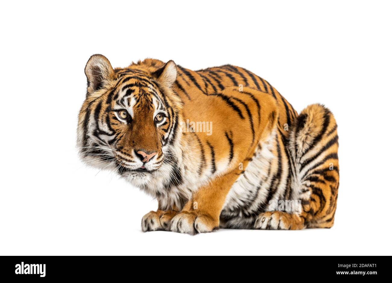 Tiger questioning, isolated on white Stock Photo