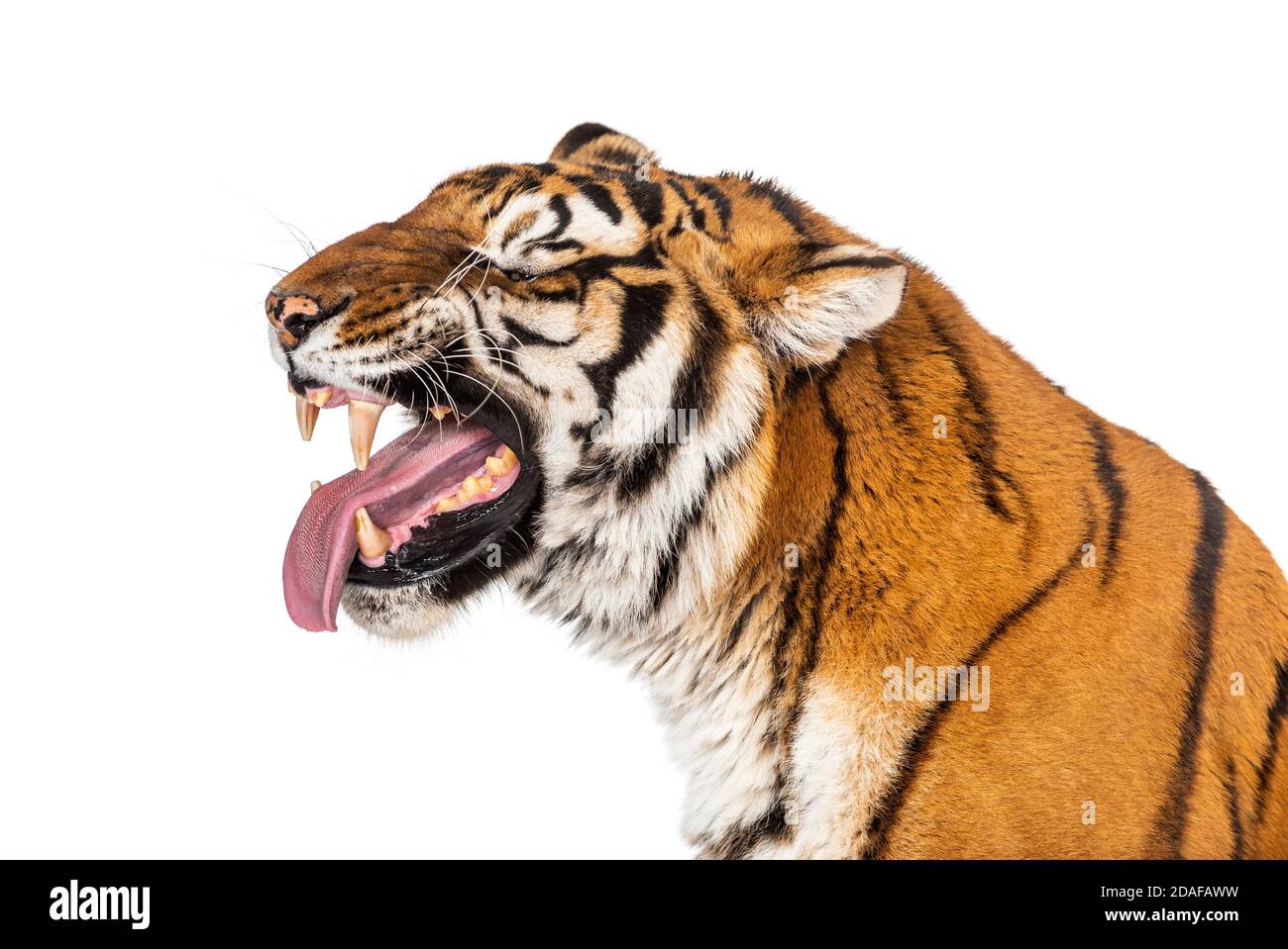 Tiger, mouth open, sniffing the air, isolated on white Stock Photo Alamy