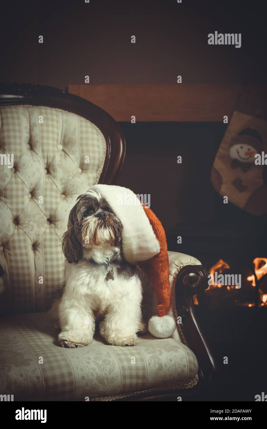Shih Tzu pedigree dog sitting in a chair wearing a Santa hat by the fire waiting for Santa on Christmas eve Stock Photo