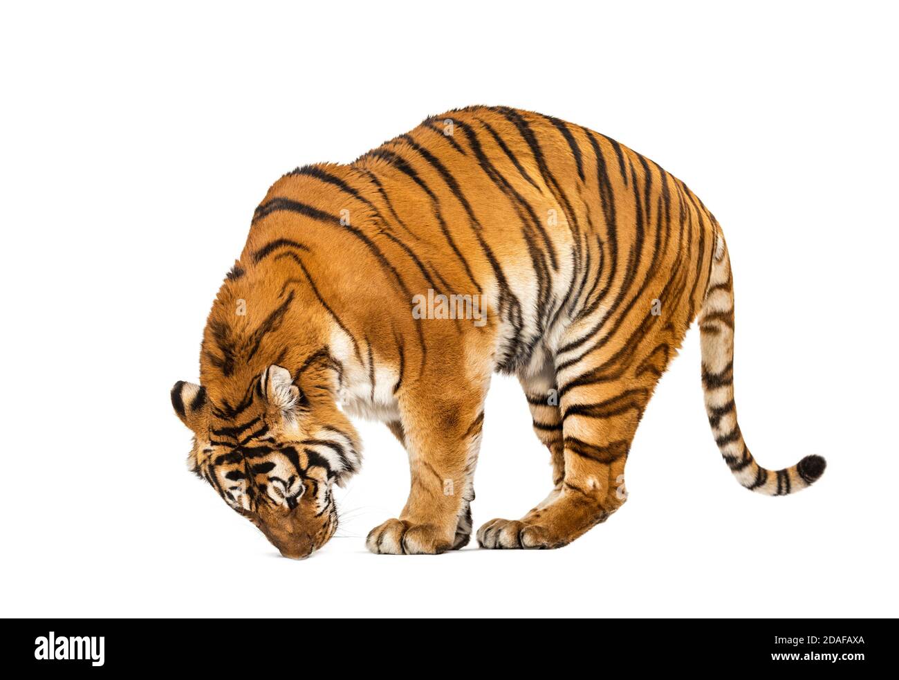 Tiger, mouth open, sniffing the air, isolated on white Stock Photo Alamy
