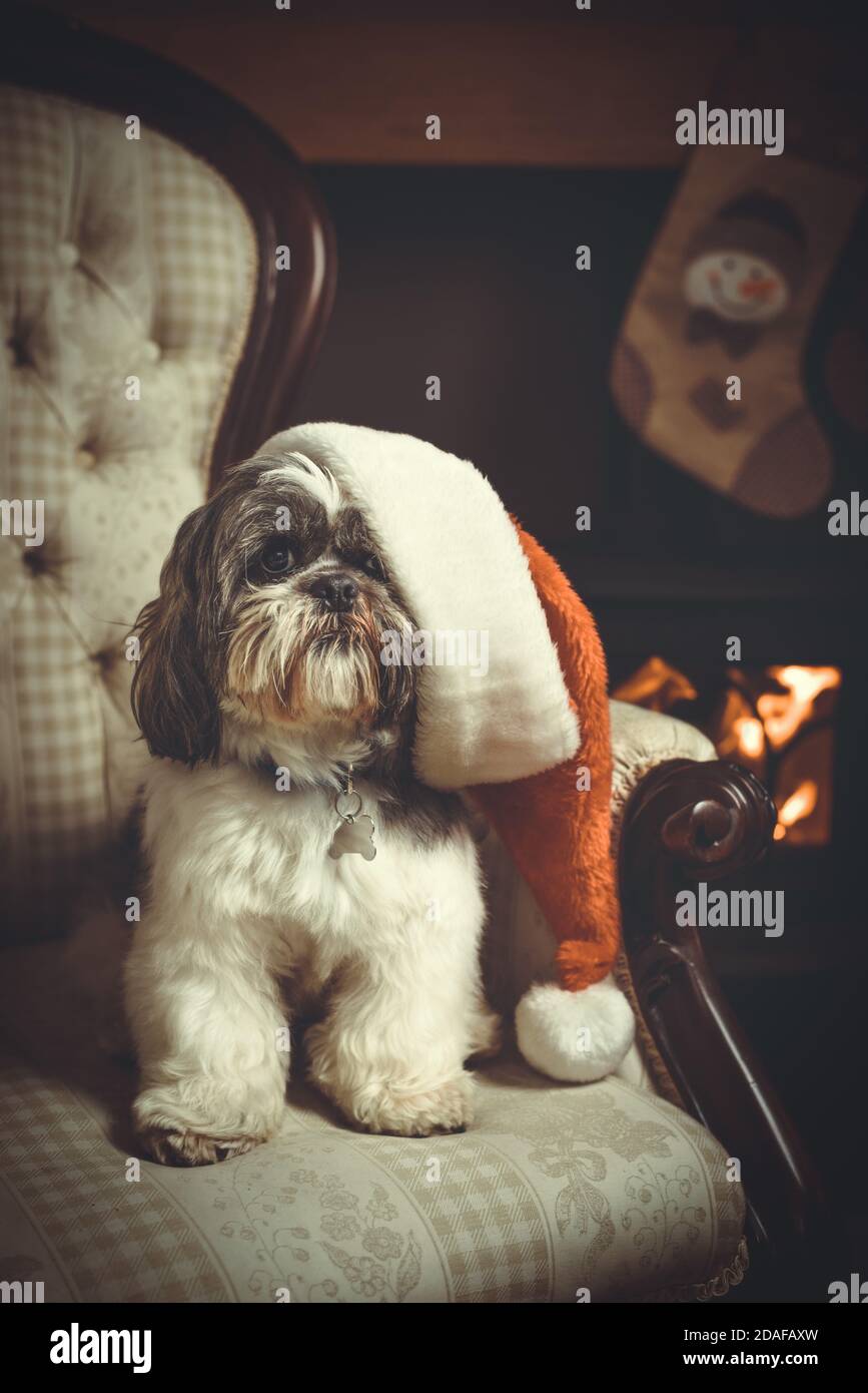 Shih Tzu pedigree dog sitting in a chair wearing a Santa hat by the ...