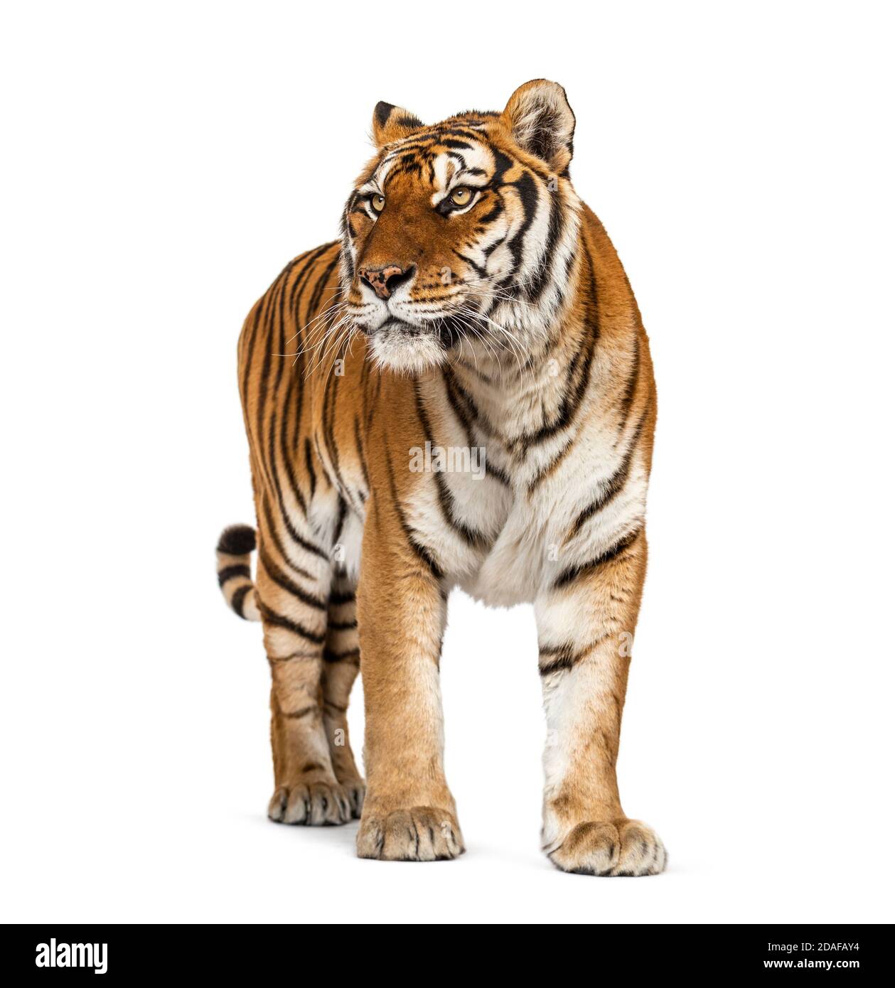 Tiger standing up in front of a white background Stock Photo