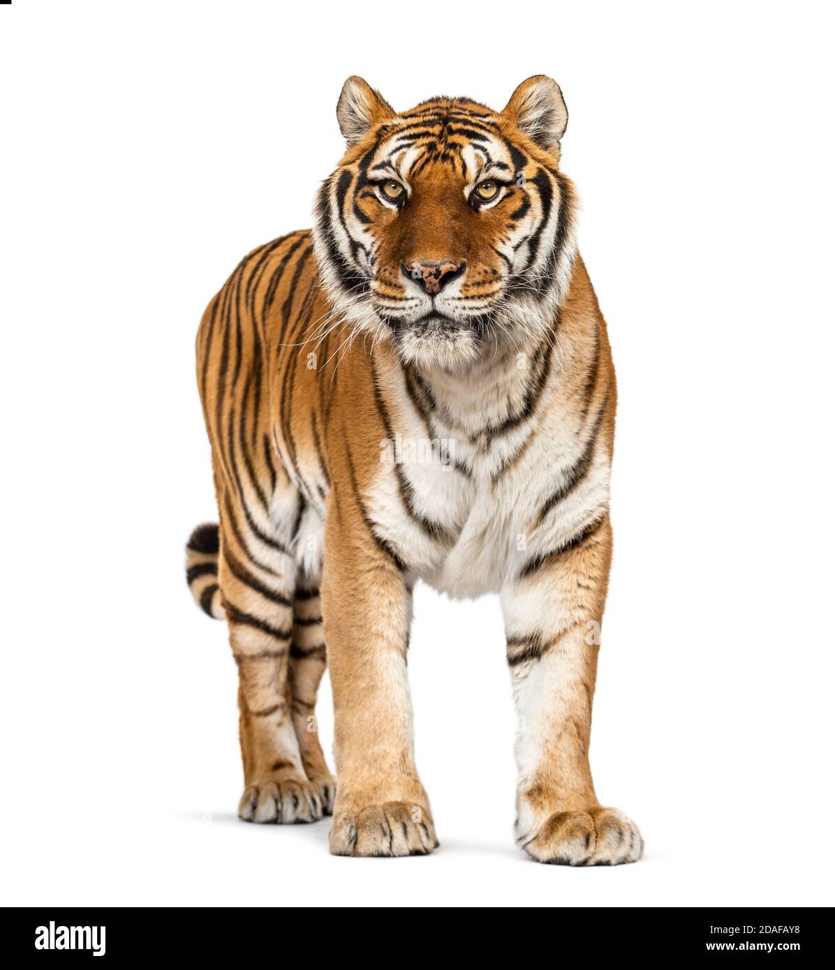 Tiger standing up in front of a white background Stock Photo