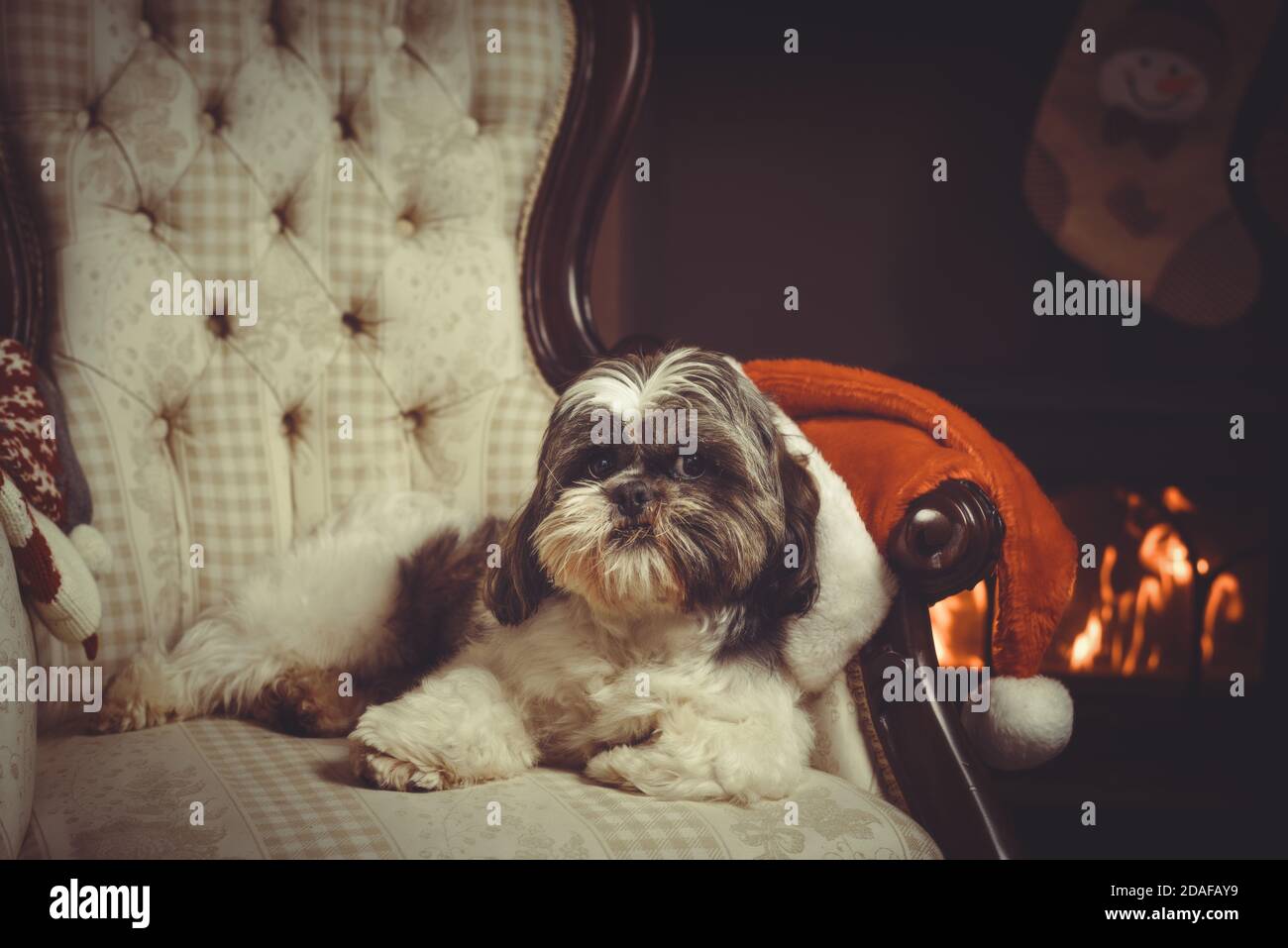 Shih Tzu pedigree dog resting in a chair by the fire waiting for Santa on Christmas eve Stock Photo