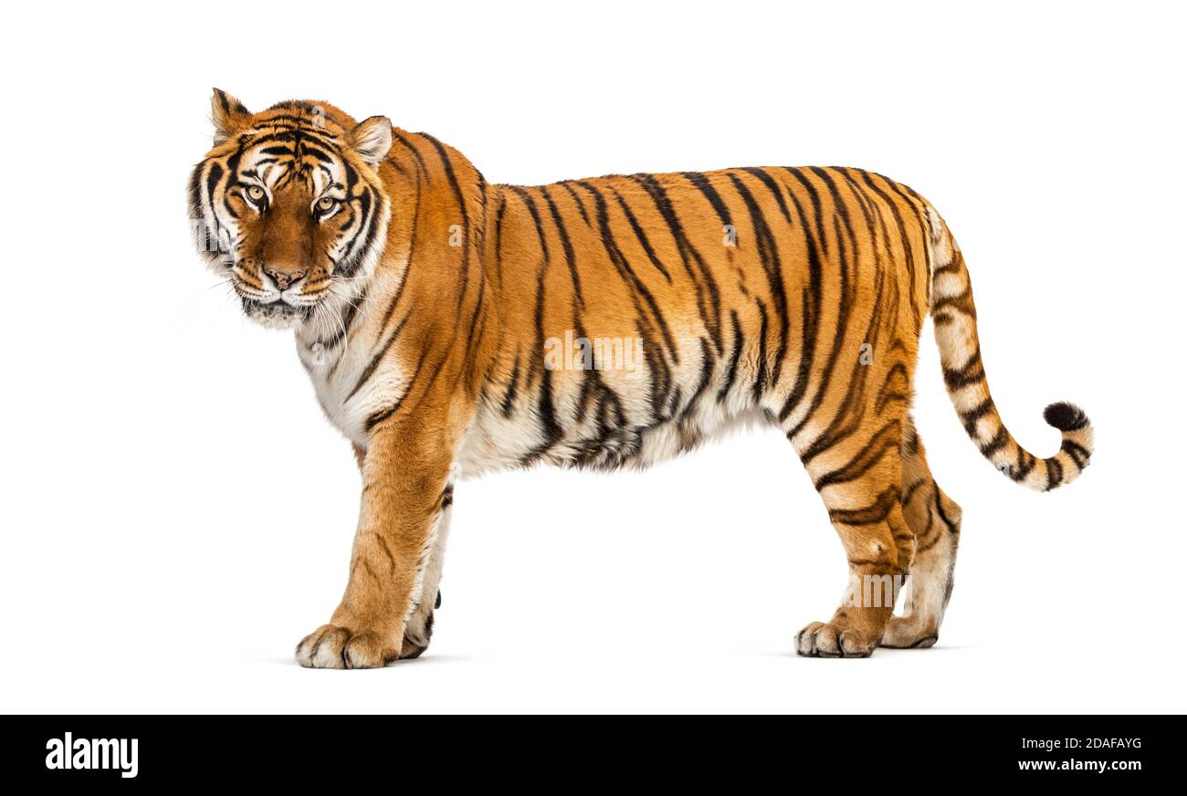 Side view of a Tiger posing standing up in front of a white background  Stock Photo - Alamy