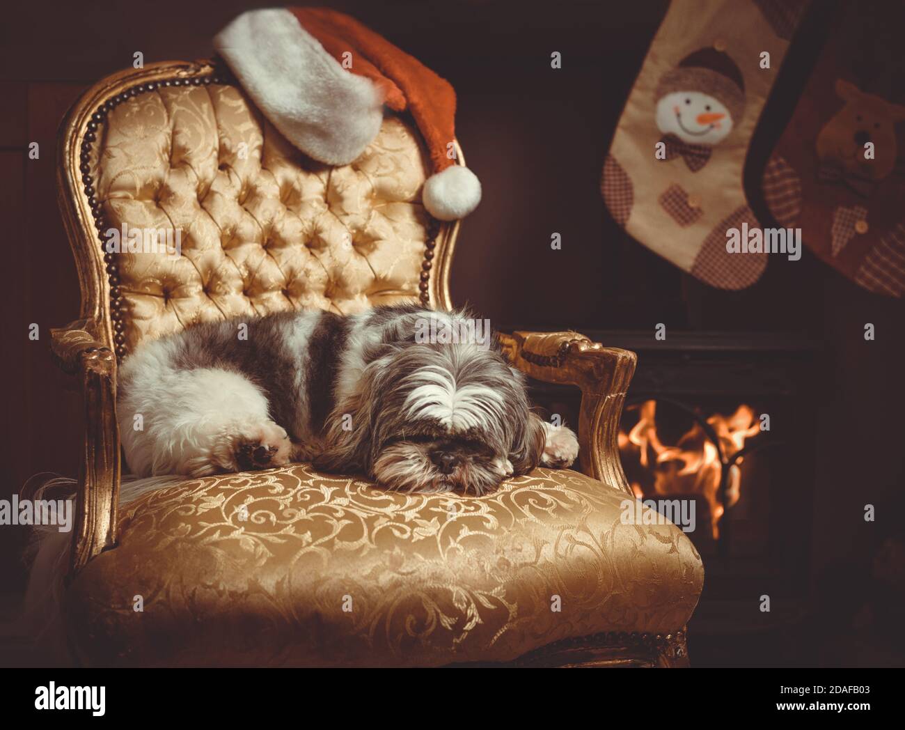 Shih Tzu pedigree dog sleeping in a chair by the fire waiting for Santa on Christmas eve Stock Photo