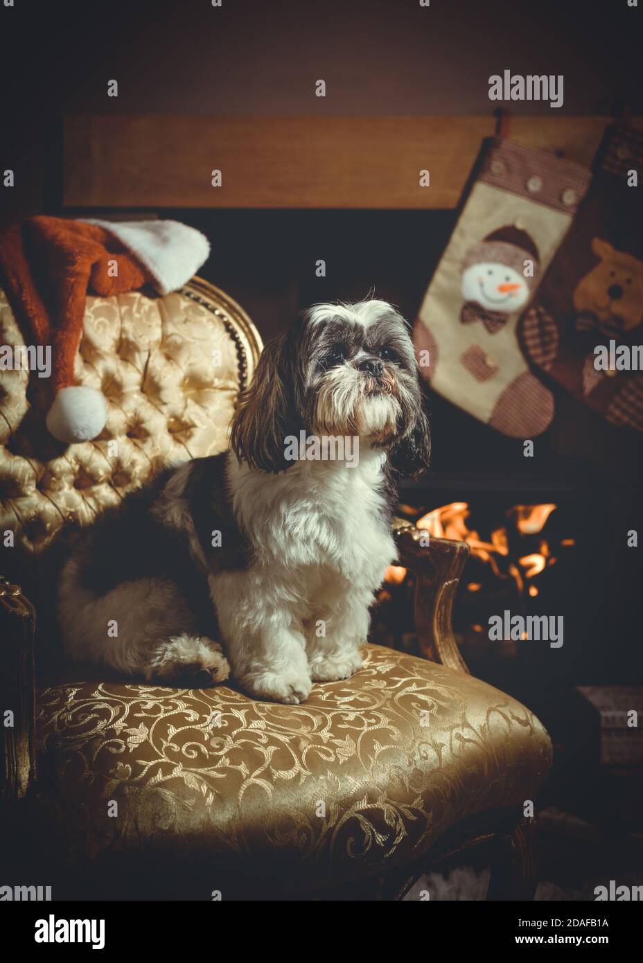 Shih Tzu pedigree dog sitting in a chair by the fire waiting for Santa on Christmas eve Stock Photo
