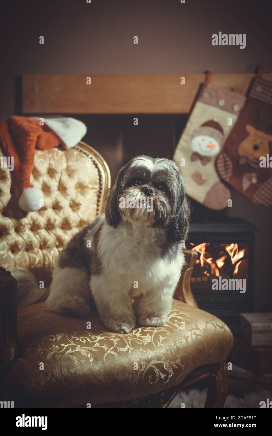 Shih Tzu pedigree dog sitting in a chair by the fire waiting for Santa on Christmas eve Stock Photo