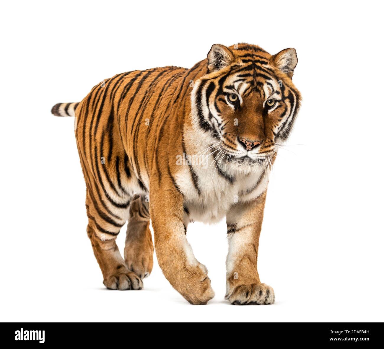 Tiger prowling and approaching, isolated Stock Photo