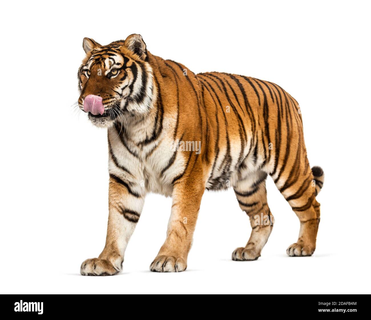 Tiger licking itself, looking hungry, isolated Stock Photo