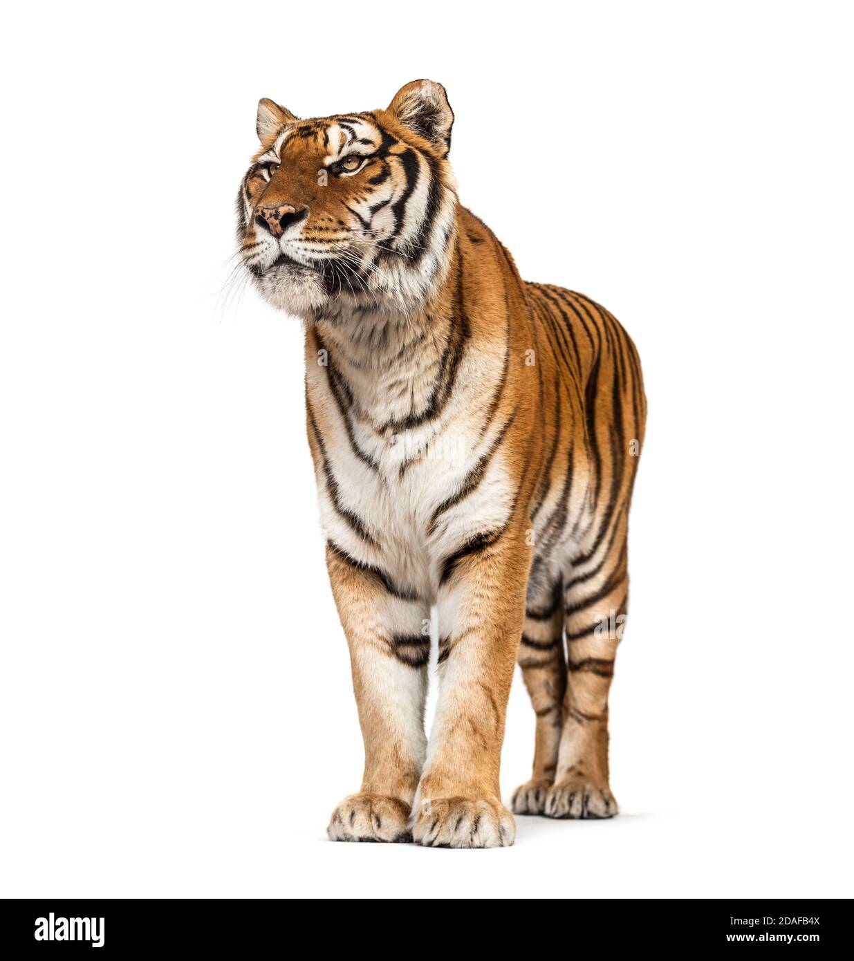 Tiger posing in front, isolated Stock Photo