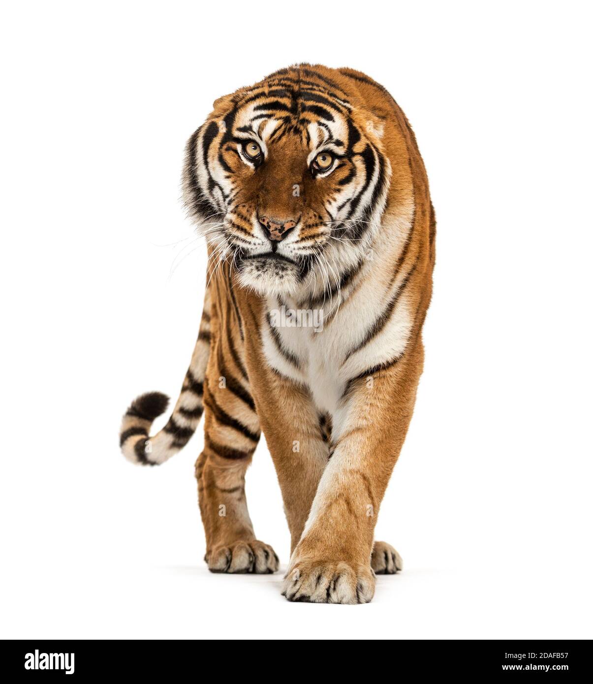 Tiger prowling and approaching, isolated Stock Photo