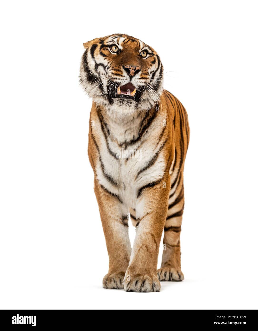 Angry Tiger showing teeth and looking angry Stock Photo
