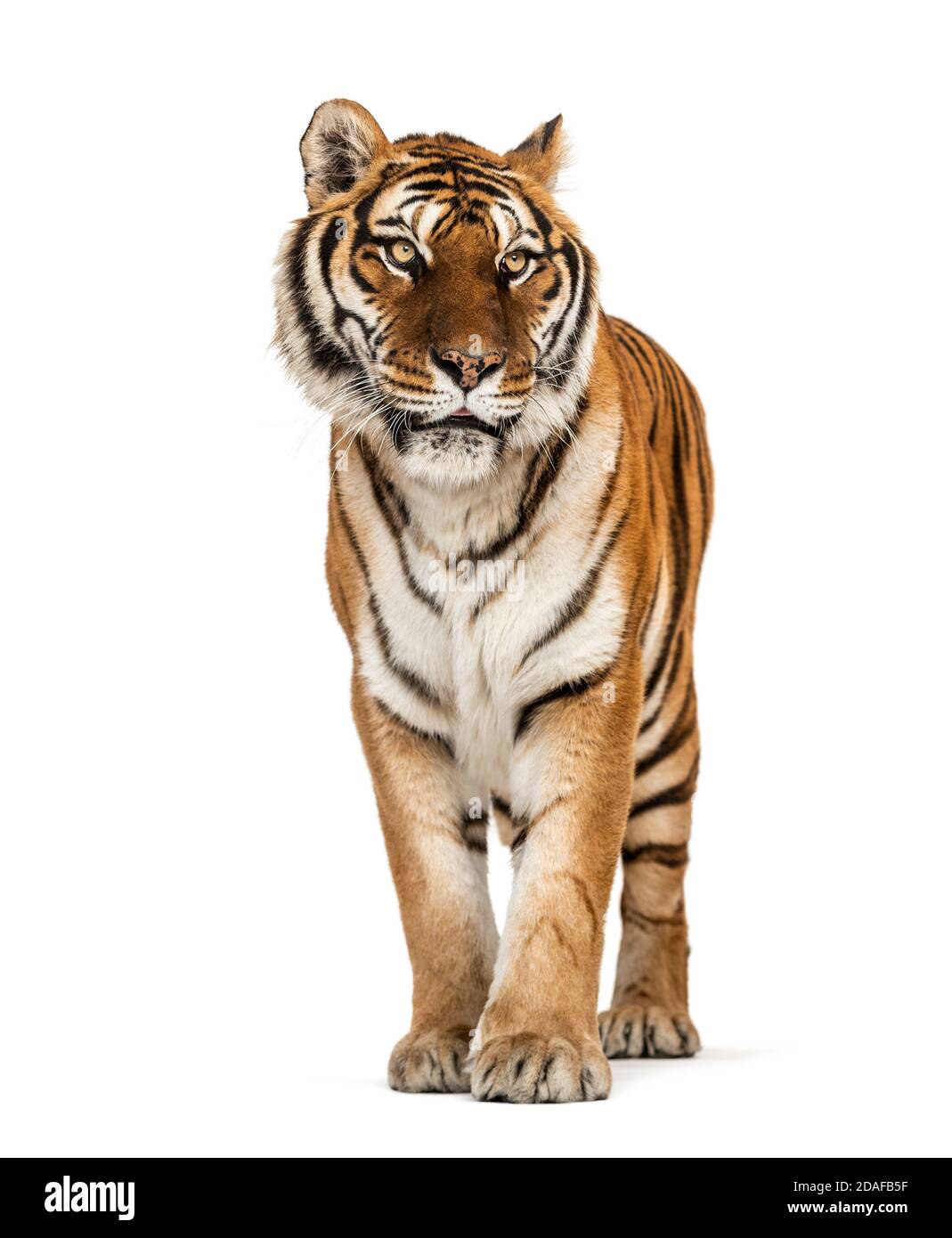 Tiger standing on a white background Stock Photo - Alamy