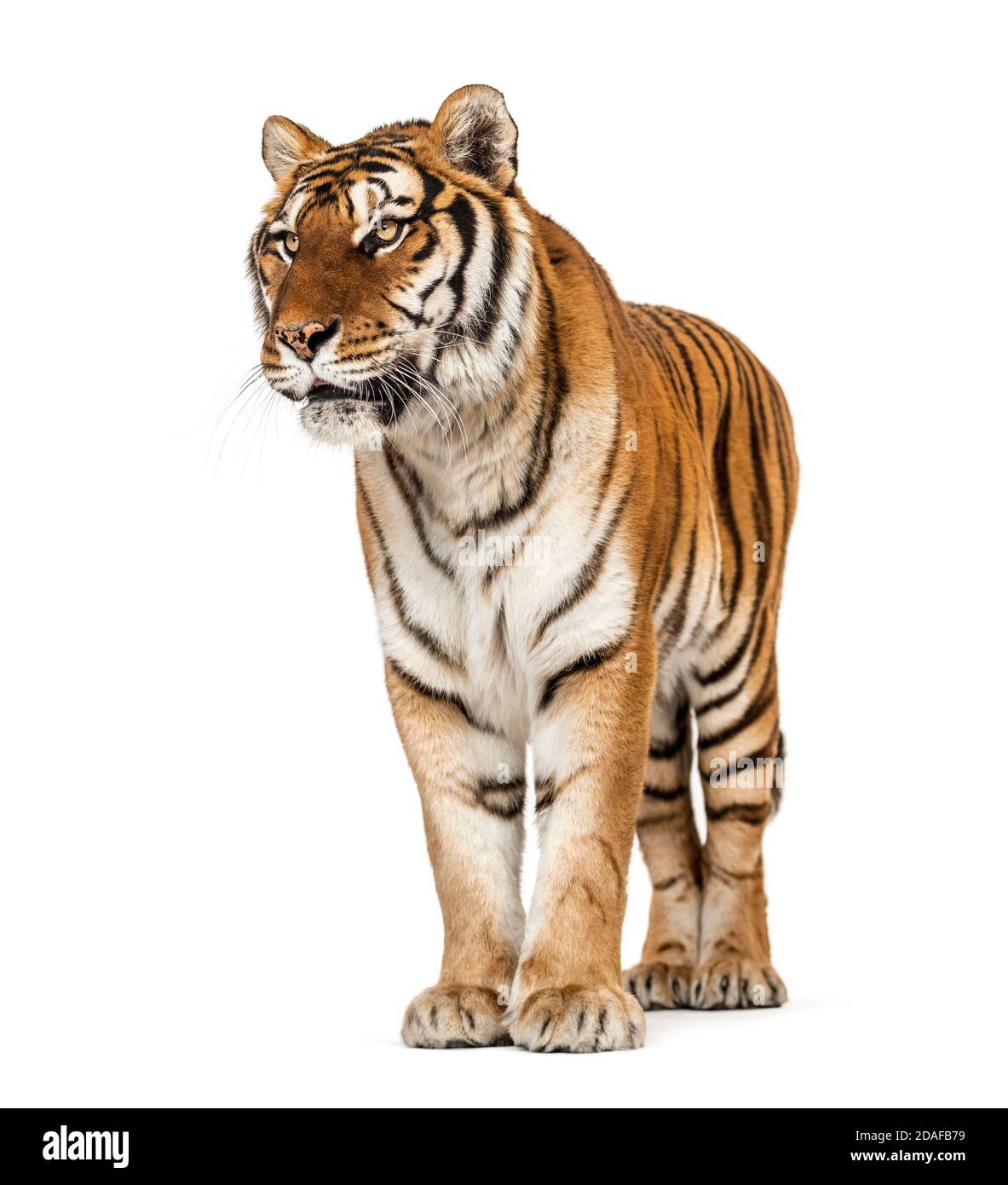 Tiger posing on a white background Stock Photo