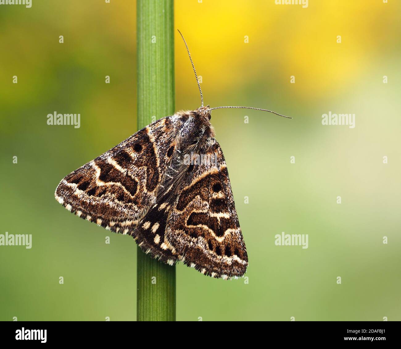 Mother Shipton moth (Callistege mi) perched on grass stem. Tipperary
