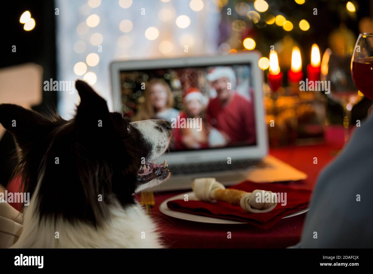 Mature man celebrating Christmas with his dog sitting at served holiday  table with laptop. People greeting their friends on video call using webcam. Stock Photo