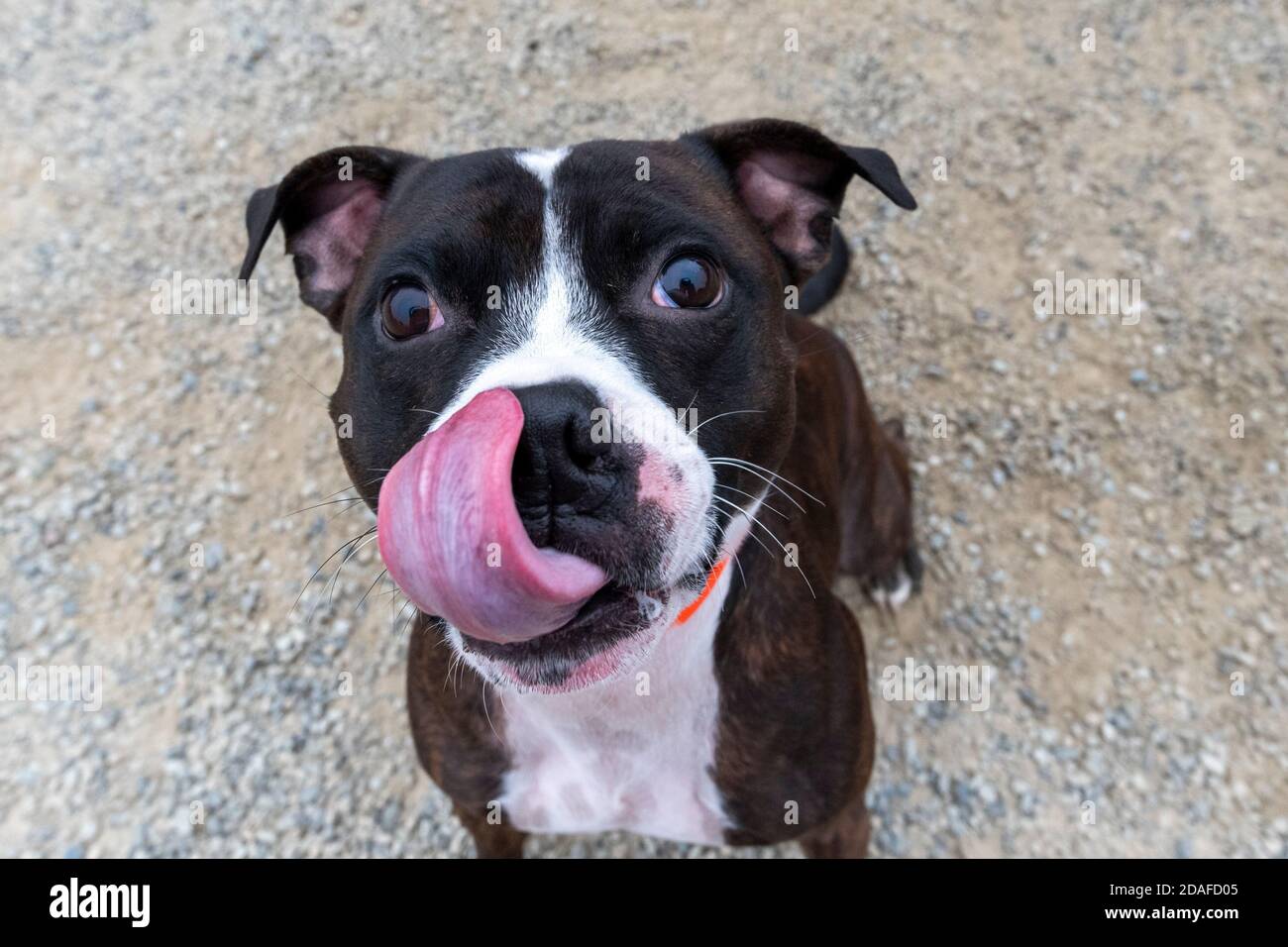 Fish eye lens up close photo of a Staffordshire Terrier licking his nose Stock Photo