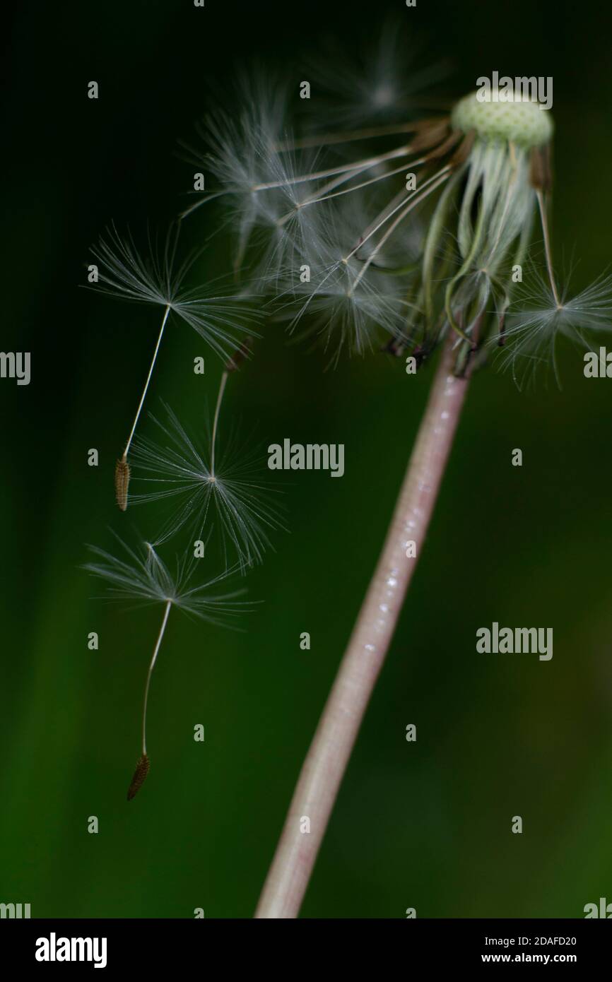 Close-up of dandelion seeds blowing from stem on blurred background Stock Photo