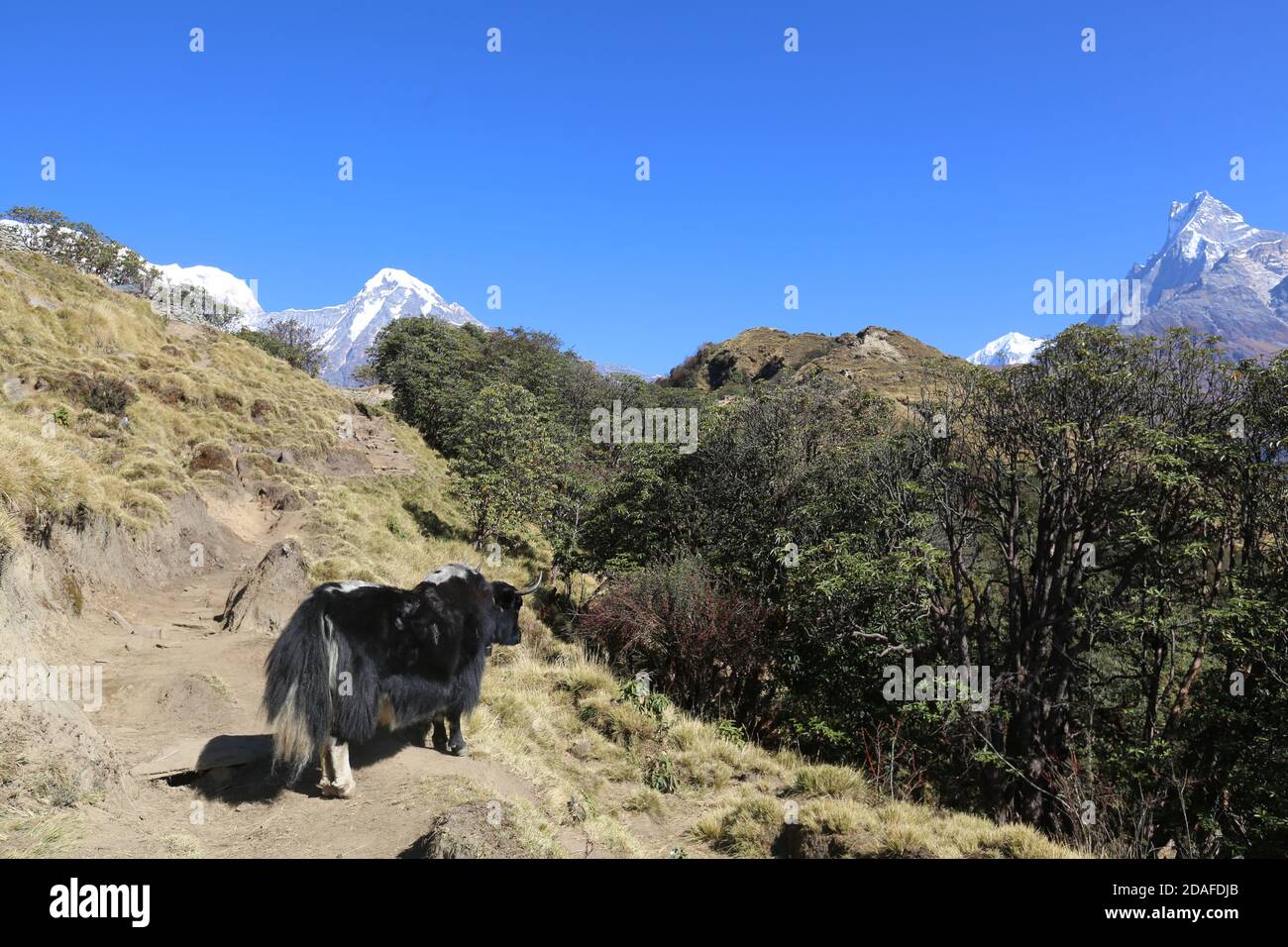 (201112) -- POKHARA, Nov. 12, 2020 (Xinhua) -- A yak is seen at the foot of the Annapurna ranges in Nepal on Nov. 10, 2020. (Photo by Tang Wei/Xinhua) Stock Photo