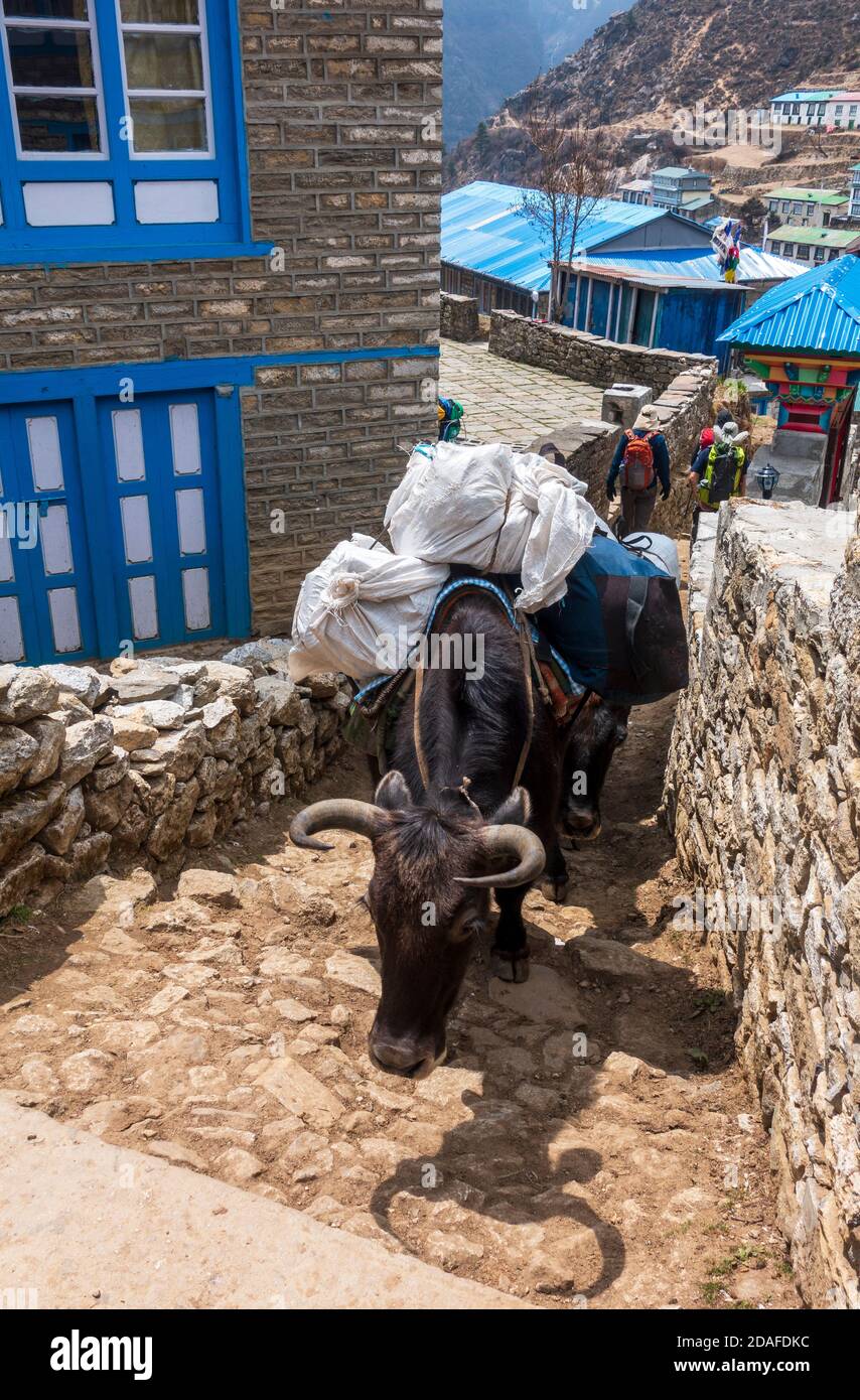 A yak carrying luggage on back, Lukla, Nepal Stock Photo