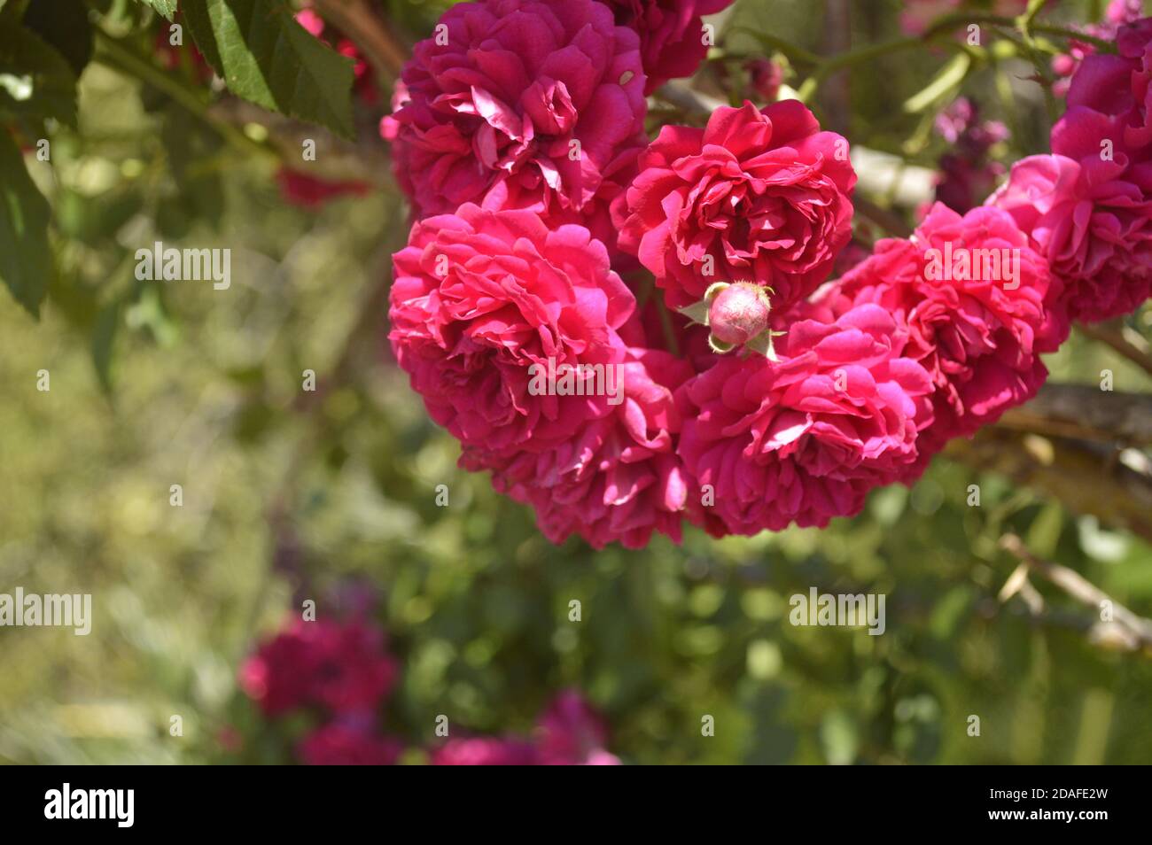 Rococo pink rose bud amidst already flowered roses - Rosa polyantha Stock Photo