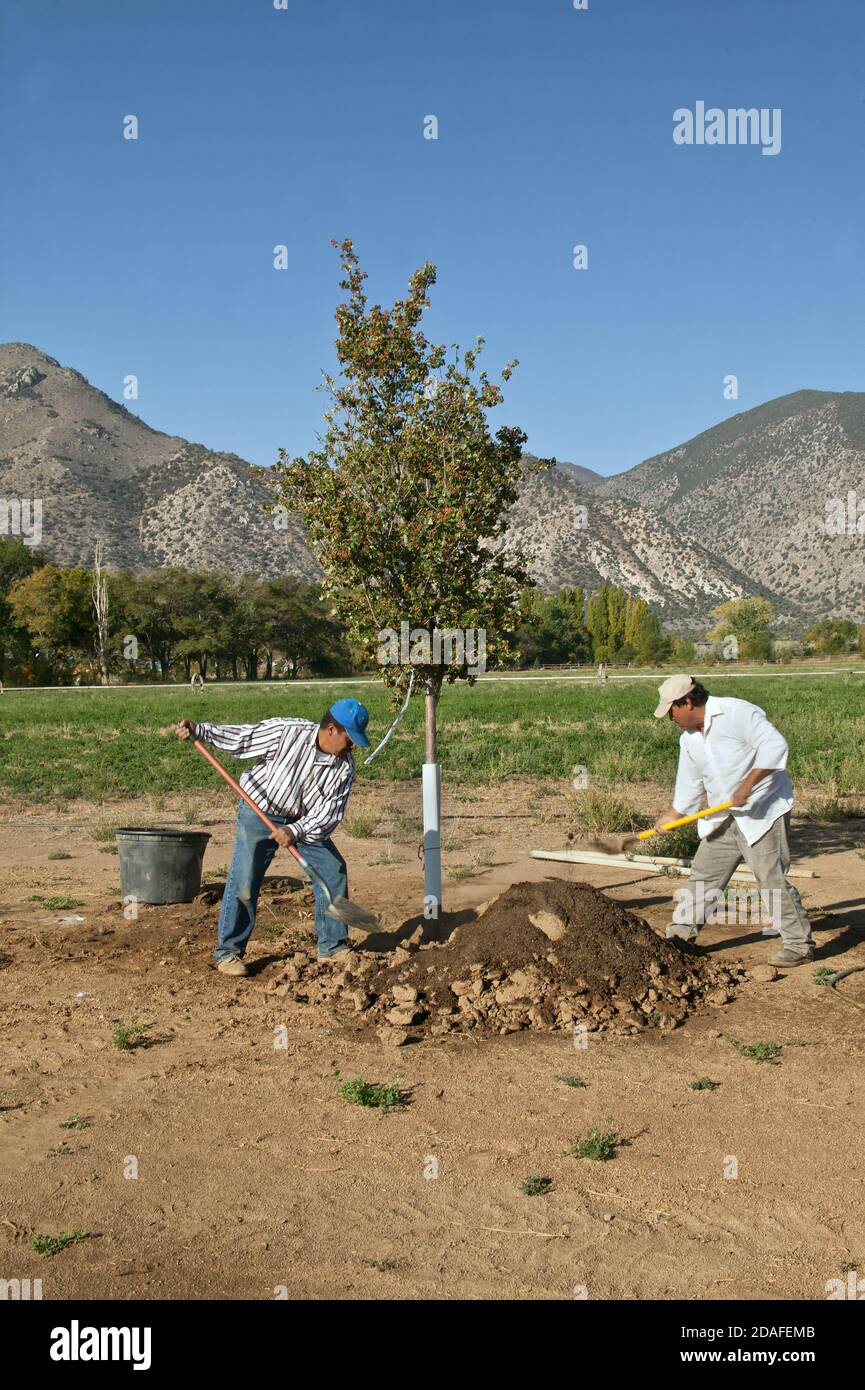 Two hispanic workers planting 'Washington Hawthorne' tree, deciduous flowering tree, high desert, mid October, Nevada. Stock Photo