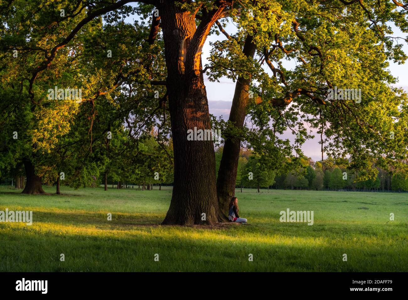 Frau meditiert unter einem Baum im Volkspark Kleinzschocher in Leipzig, Sonne und Abendlicht im Sommer Stock Photo