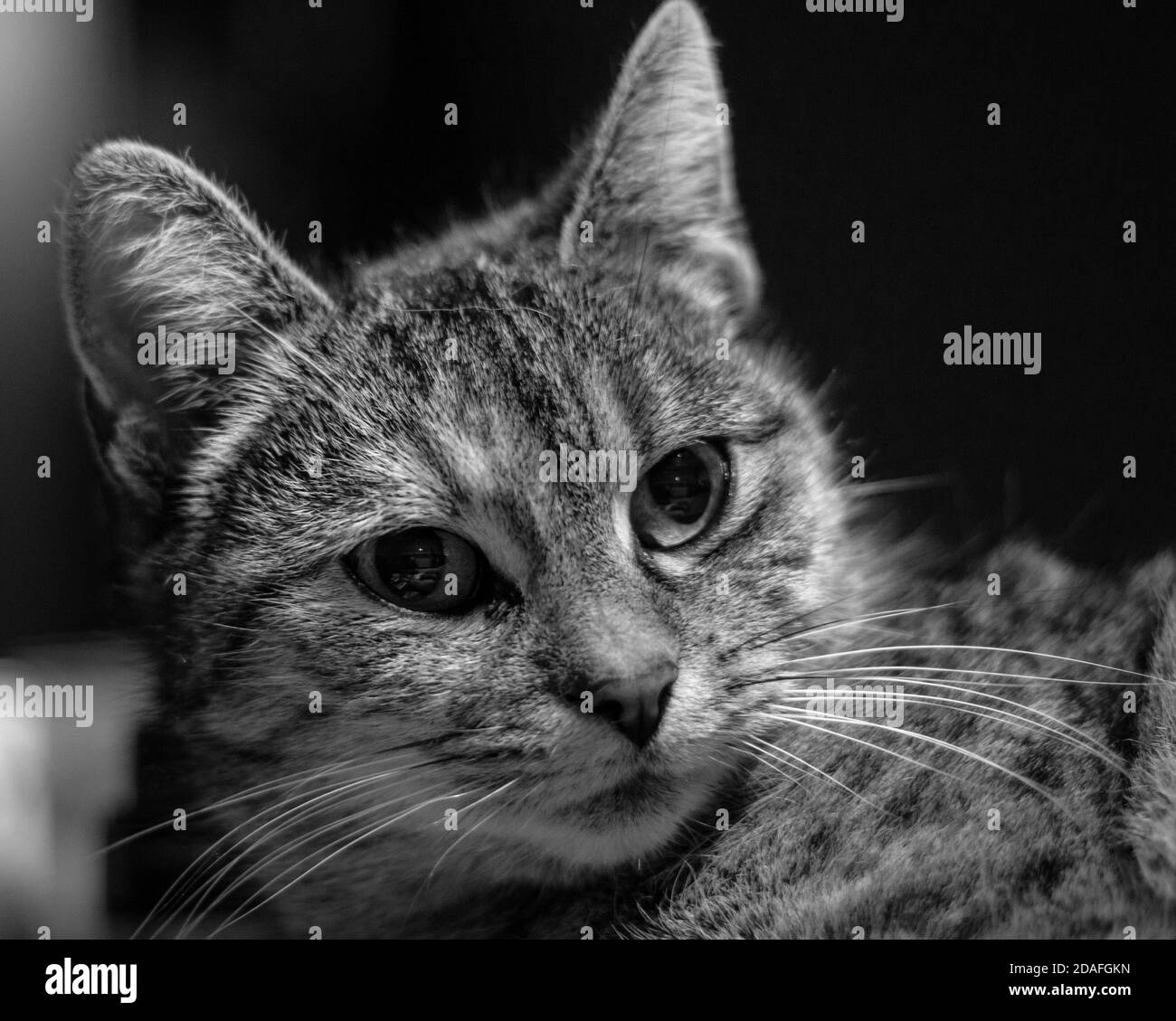 Black and white head shot tabby cat Black and White Stock Photos