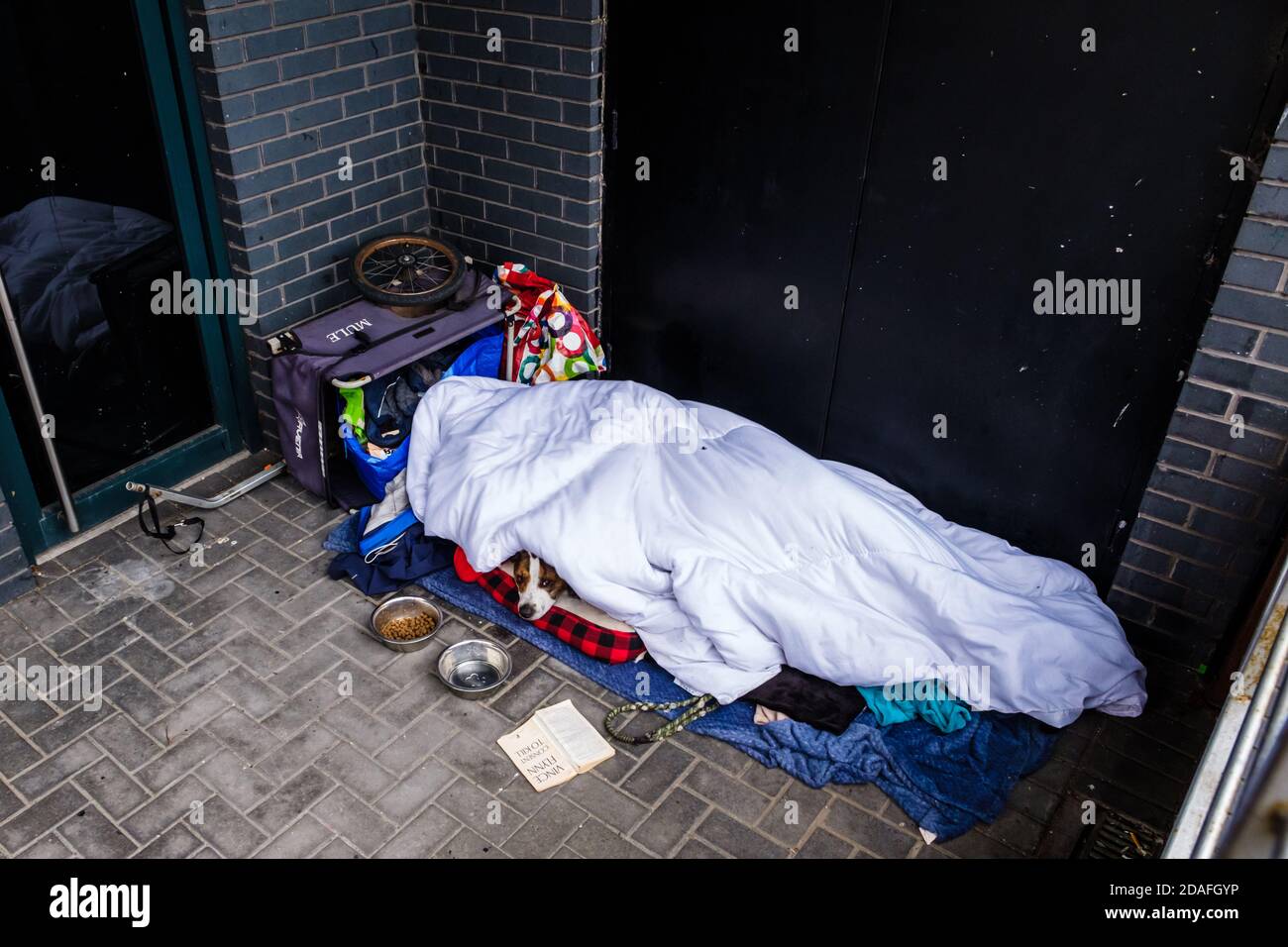 Loki the pet dog of a homeless person sleeping rough peeps out from under the duvet Stock Photo