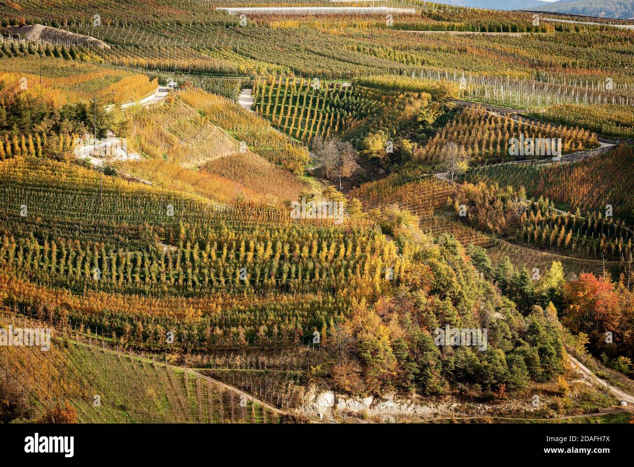 Apple Orchard (Golden Delicious Apple) in Autumn seen from above, Trentino-Alto Adige, Trento Province, Italy, southern Europe. Stock Photo