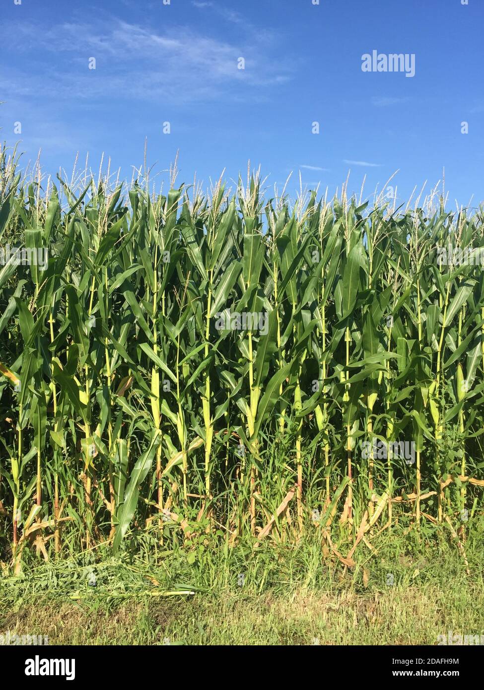 Side view of a field planted with corn Stock Photo