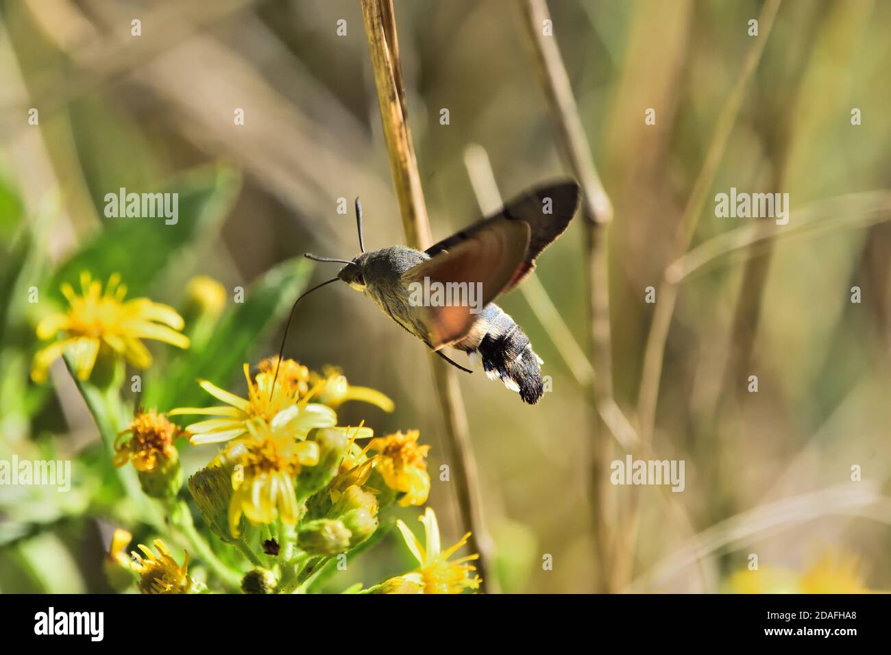 Isolated specimen of hawk-moth hummingbird (Macroglossum stellatarum ...