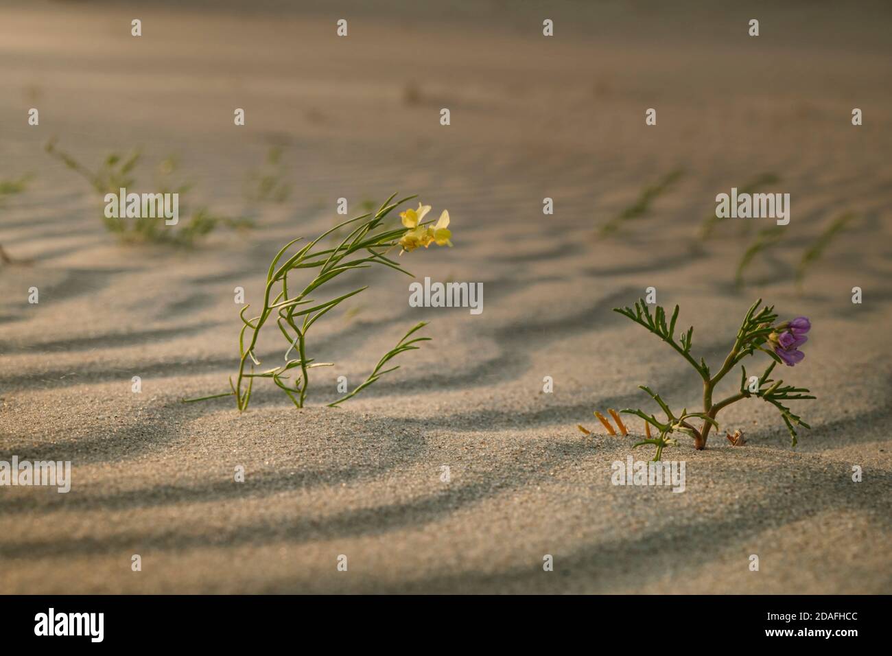 Gallwort (Linaria loeselii) and Baltic sea rocket (Cakile baltica) are bending under the wind trying to survive in the sand at dawn, Curonian Spit, Ka Stock Photo